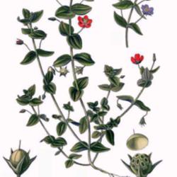 
Anagallis arvensis Atlas des plantes de France. 1891