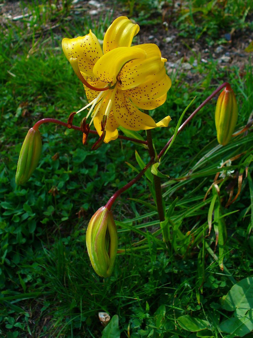 Photo of Lily (Lilium Citronella) uploaded by admin
