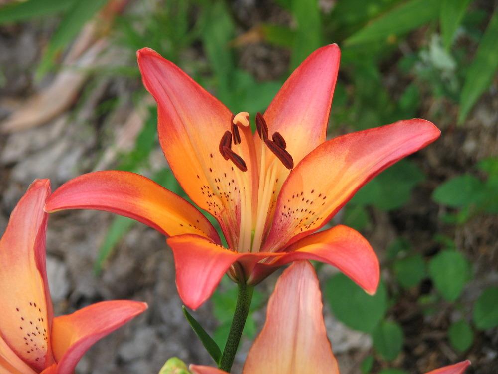 Photo of Lily (Lilium 'Royal Sunset') uploaded by admin