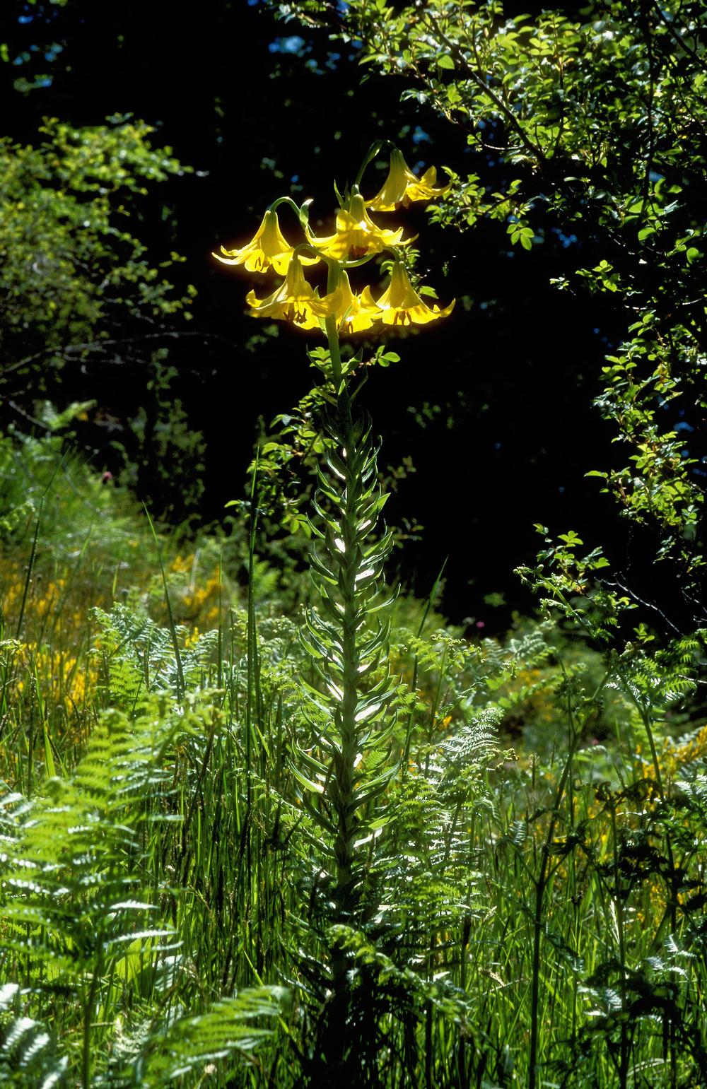 Photo of Species Lily (Lilium rhodopeum) uploaded by admin