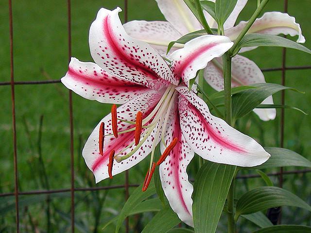 Photo of Oriental Lily (Lilium 'Dizzy') uploaded by admin