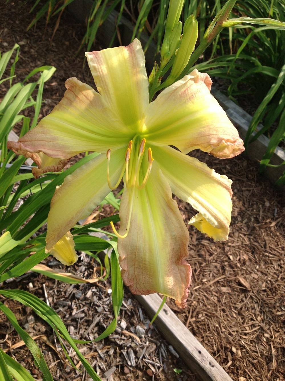 Photo of Daylily (Hemerocallis 'Rose for Charlotte') uploaded by ccgarden
