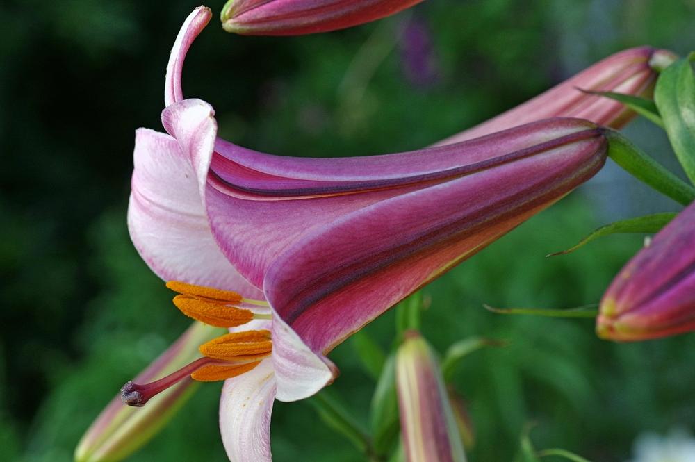 Photo of Lily (Lilium Pink Perfection) uploaded by dirtdorphins