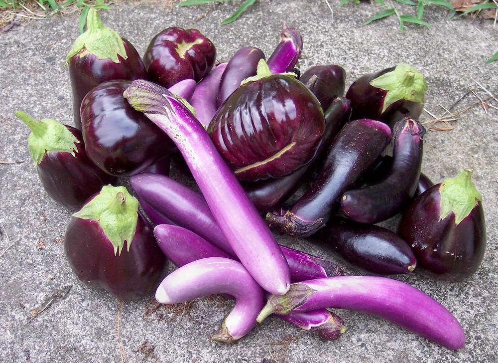 Photo of Eggplants (Solanum melongena) uploaded by farmerdill