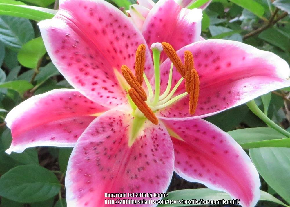 Photo of Oriental Lily (Lilium 'Star Gazer') uploaded by foraygardengirl