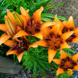 Location: Clinton, Michigan 49236
Date: 2015-07-06
"Lilium 'Orange Art', 2015, Asiatic hybrid Lily, LIL-ee-um, 4-5 f