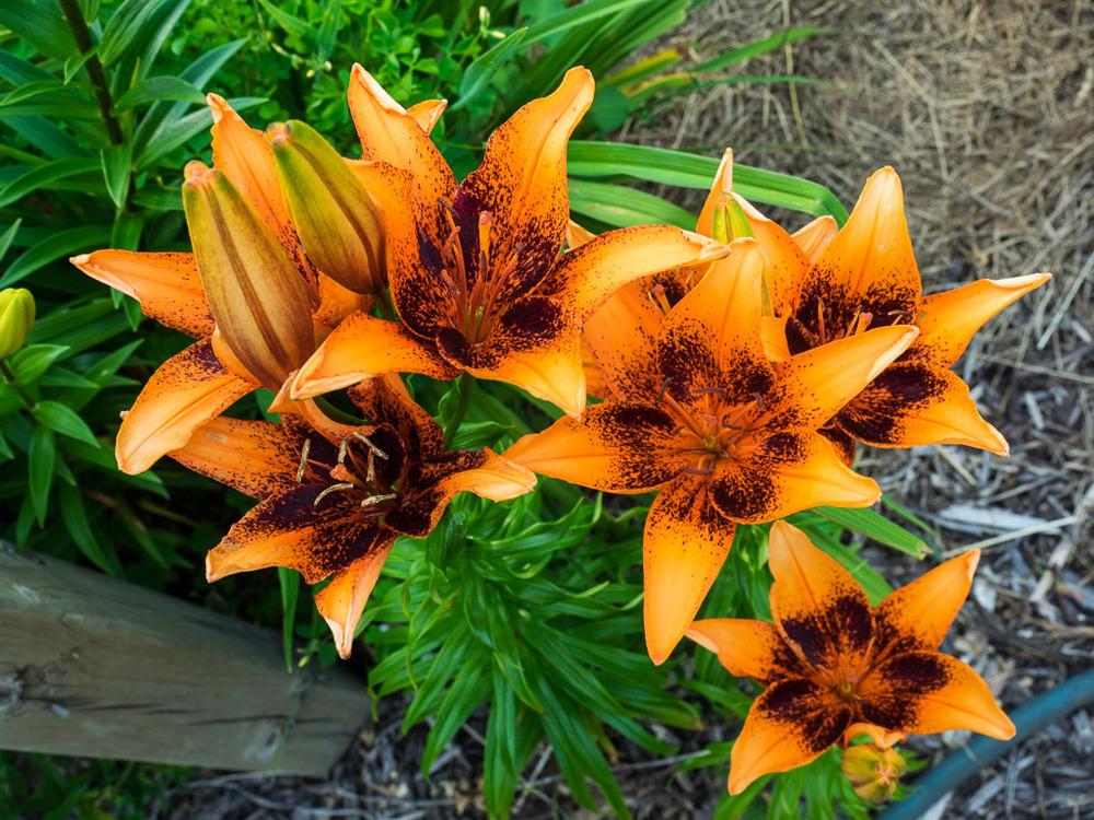 Photo of Lily (Lilium 'Orange Art') uploaded by frankrichards16