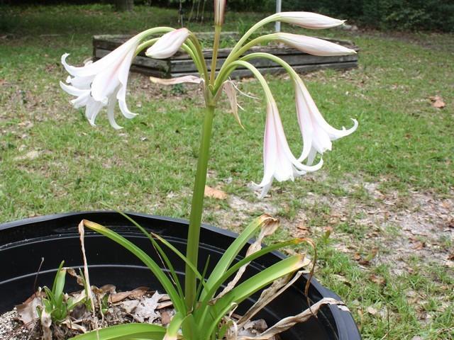 Photo of Swamp Lily (Crinum erubescens) uploaded by gingin