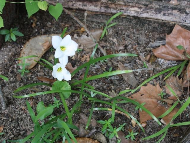 Photo of Rain Lilies (Zephyranthes) uploaded by gingin