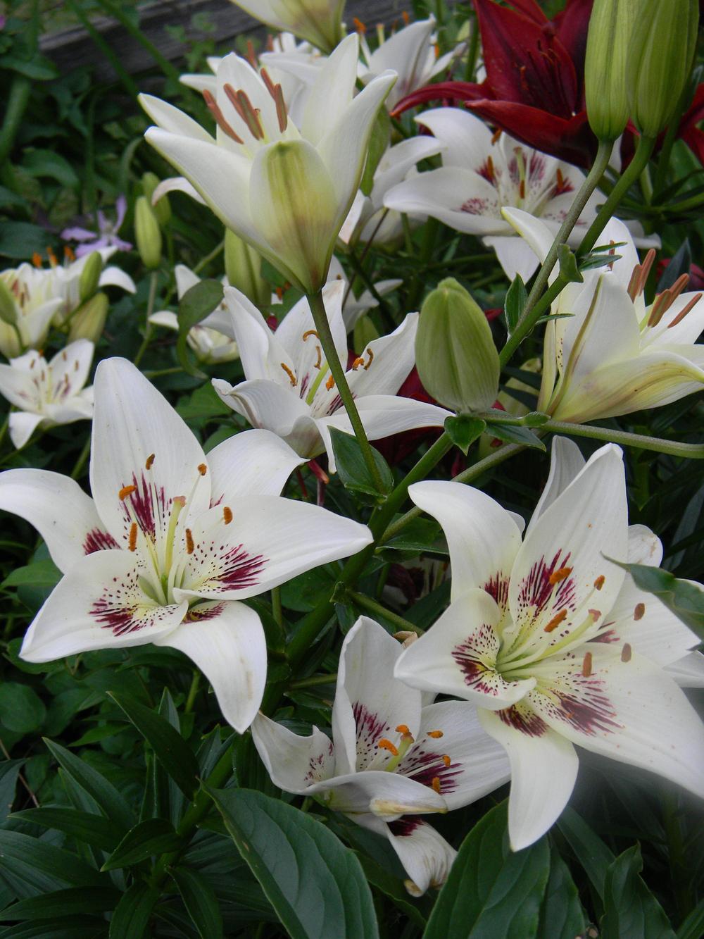 Photo of Lily (Lilium 'Centerfold') uploaded by mattsmom