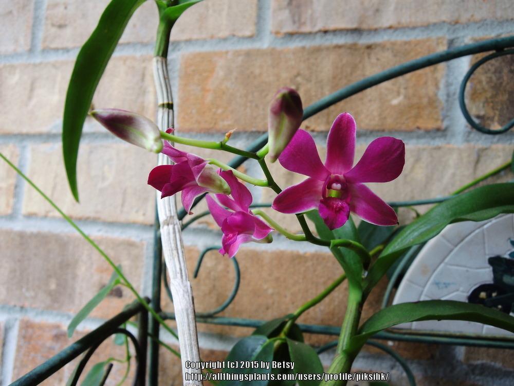 Photo of Orchid (Dendrobium) uploaded by piksihk