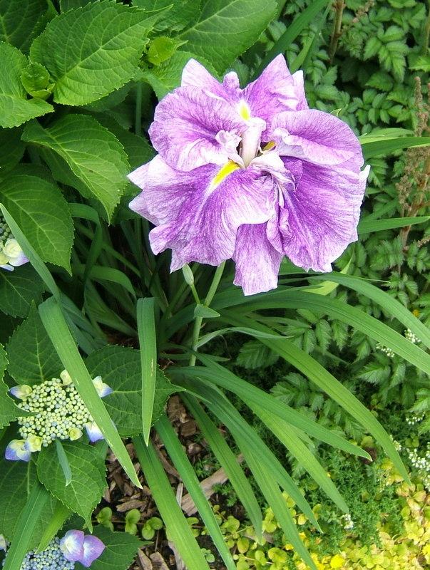 Photo of Japanese Iris (Iris ensata 'Silent Thunder') uploaded by pirl