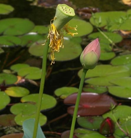 Photo of Sacred Lotus (Nelumbo nucifera) uploaded by plantrob
