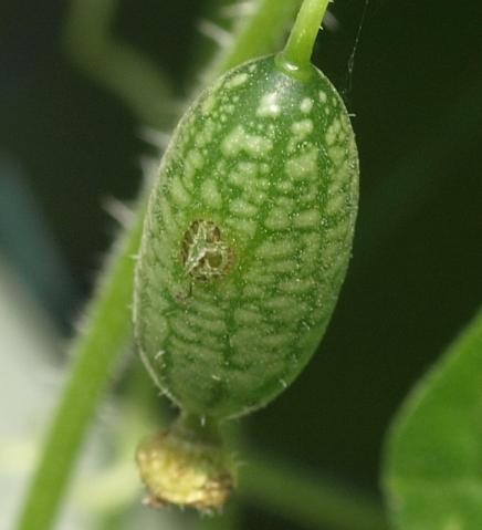 Photo of Cucamelon (Melothria scabra) uploaded by plantrob