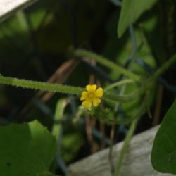 Location: Allentown, Pennsylvania
Date: 2015-07-03
tiny flowers, especially compared to their cucumber relatives
