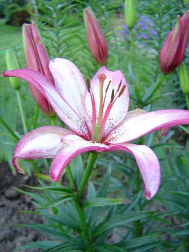 Photo of Lily (Lilium 'Sorbet') uploaded by robertduval14