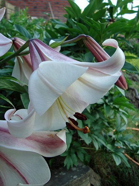 Photo of Lily (Lilium 'Easter Morn') uploaded by robertduval14