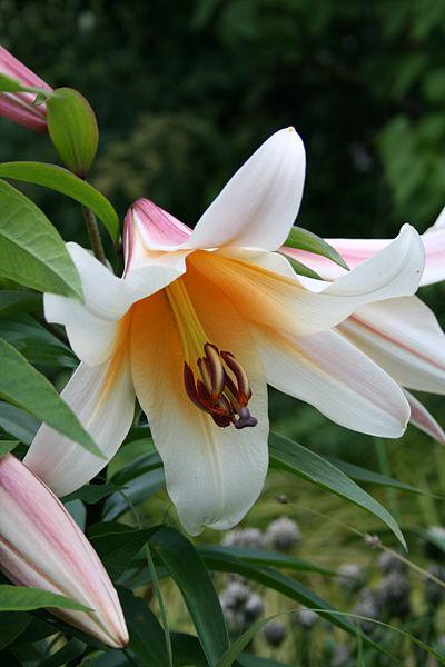 Photo of Lily (Lilium 'High Tea') uploaded by robertduval14
