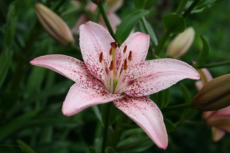 Photo of Lily (Lilium 'Ocean Breeze') uploaded by robertduval14