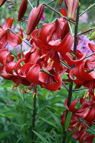 Photo of Lily (Lilium 'Red Velvet') uploaded by robertduval14
