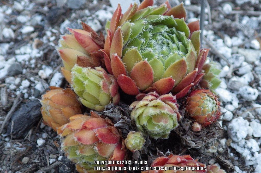Photo of Hen and Chicks (Sempervivum arachnoideum 'Red Pluche') uploaded by springcolor