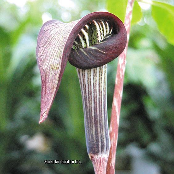 Photo of Cobra Lily (Arisaema iyoanum) uploaded by Joy