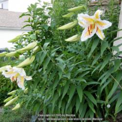 Location: My garden in Kentucky
Date: 2015-07-07
Second year plant.