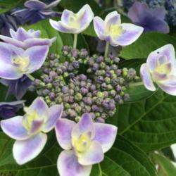 Location: My garden, central NJ, Zone 7A
Date: 7/5/15
Emerging Flower - Hydrangea Double Delights StarGazer