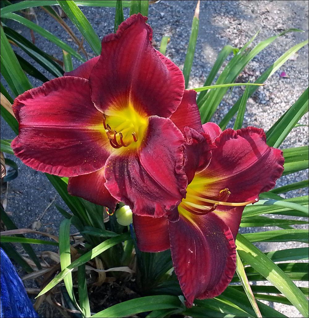 Photo of Daylily (Hemerocallis 'Red Tapestry') uploaded by Polymerous