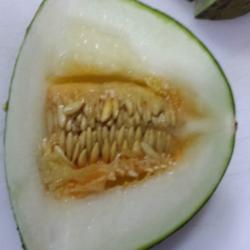 Location: Denver Metro CO
Date: 2015-07-06
sideways picture of the seeds from a "Santa Claus" melon