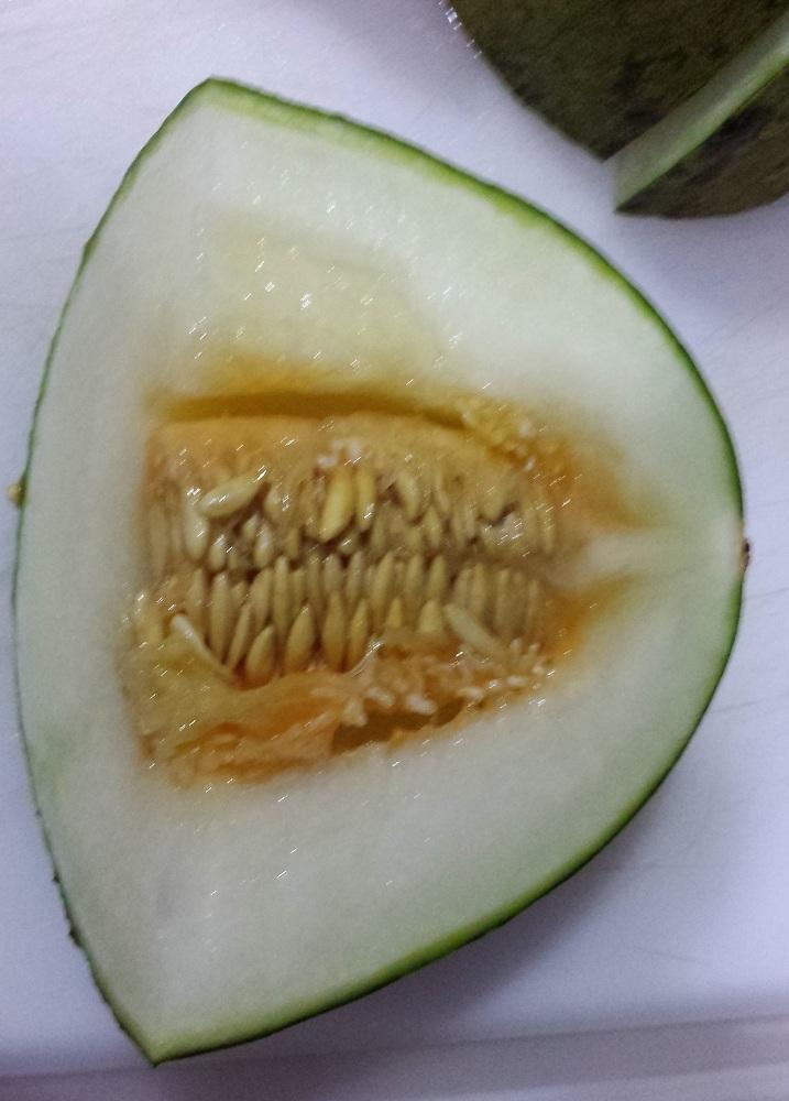 Photo of Honeydew Melon (Cucumis melo var. inodorus) uploaded by Skiekitty