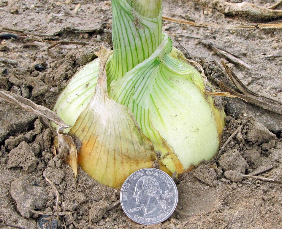 Photo of Garden Onion (Allium cepa 'Highlander') uploaded by TBGDN