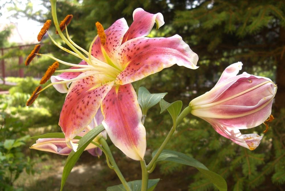 Photo of Oriental Lily (Lilium 'Star Gazer') uploaded by admin