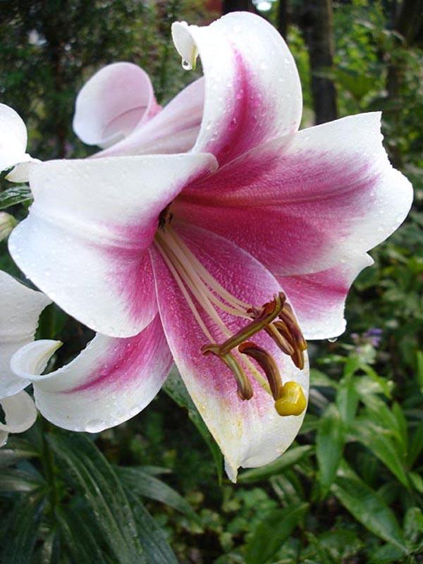Photo of Lily (Lilium Triumphator) uploaded by admin