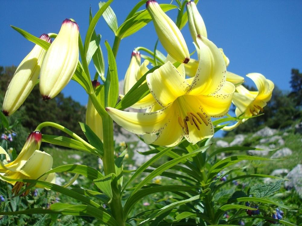 Photo of Lily (Lilium kesselringianum) uploaded by admin