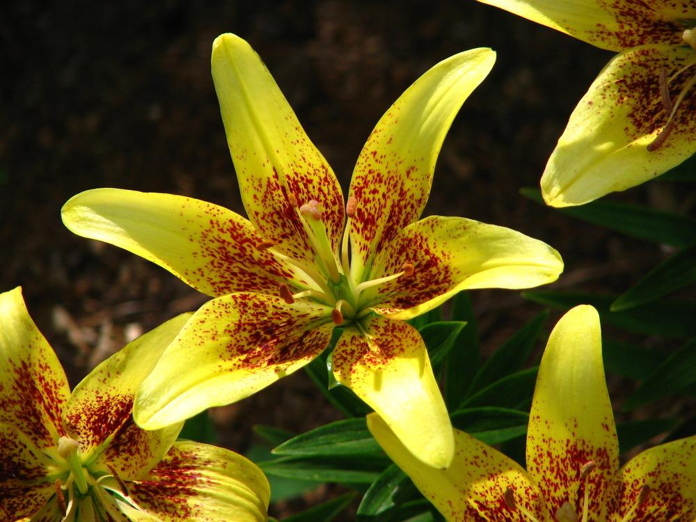Photo of Asiatic Lily (Lilium 'Latvia') uploaded by admin
