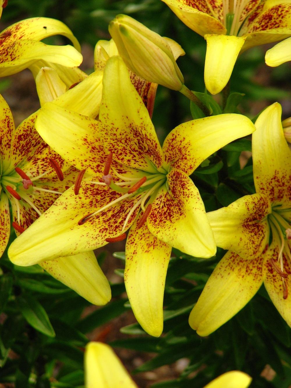 Photo of Asiatic Lily (Lilium 'Latvia') uploaded by admin