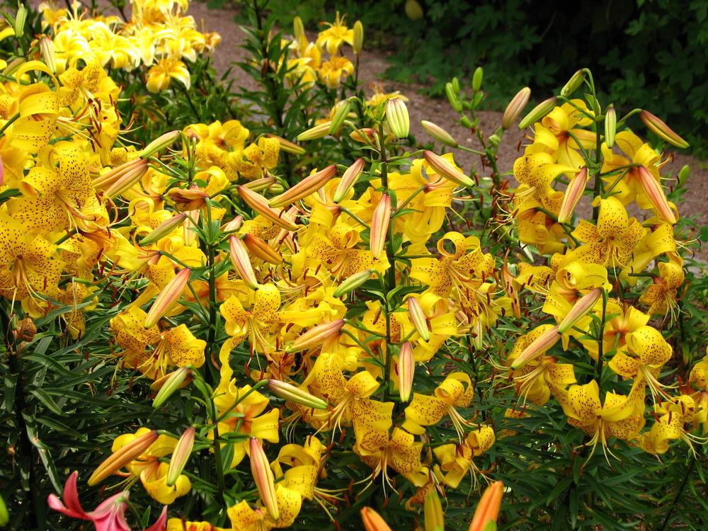 Photo of Lily (Lilium 'August Gold') uploaded by admin