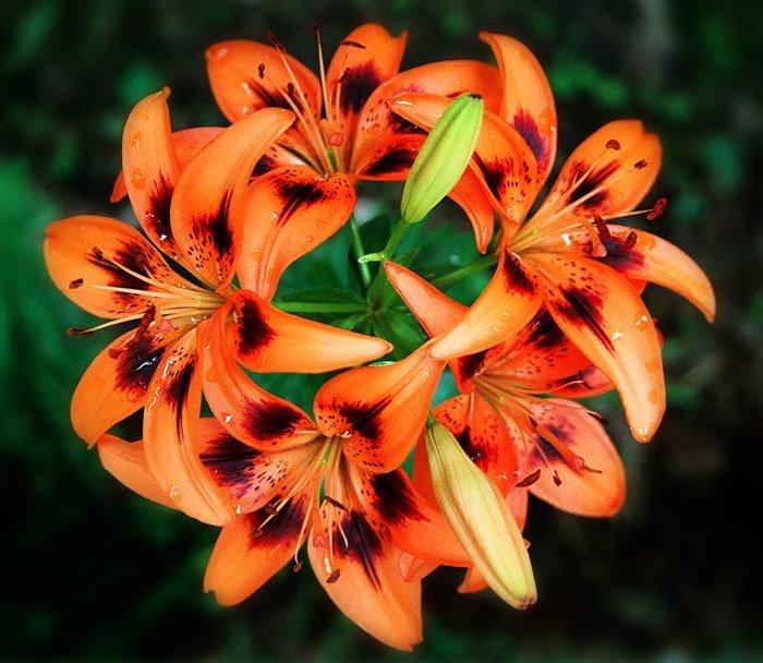 Photo of Lily (Lilium 'Twosome') uploaded by admin