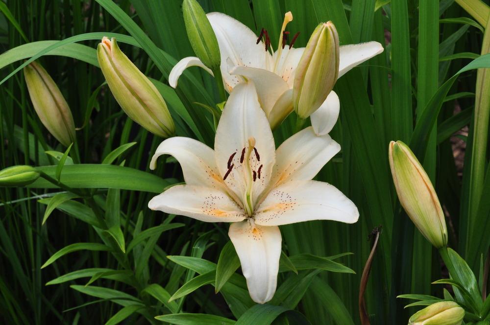 Photo of Lily (Lilium 'Country Star') uploaded by admin