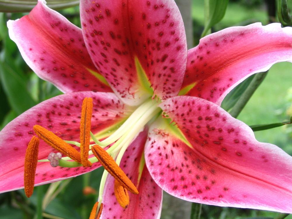 Photo of Oriental Lily (Lilium 'Star Gazer') uploaded by admin