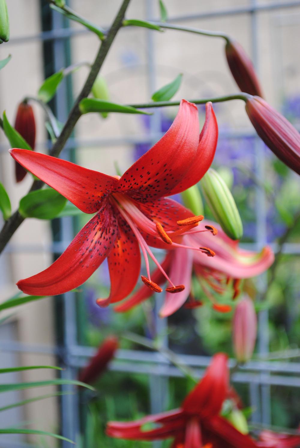 Photo of Lily (Lilium 'Red Velvet') uploaded by chelle