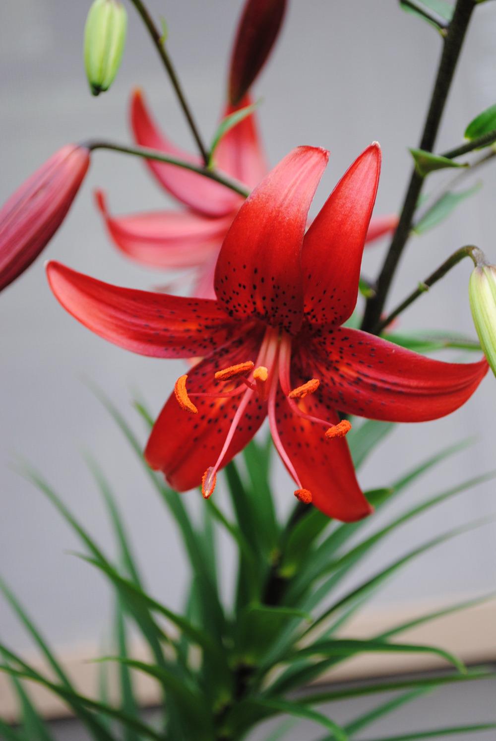 Photo of Lily (Lilium 'Red Velvet') uploaded by chelle