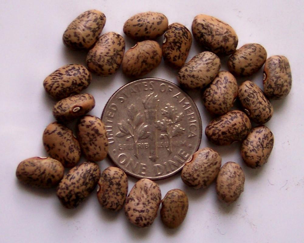 Photo of Tepary Bean (Phaseolus acutifolius 'Blue Speckled') uploaded by farmerdill