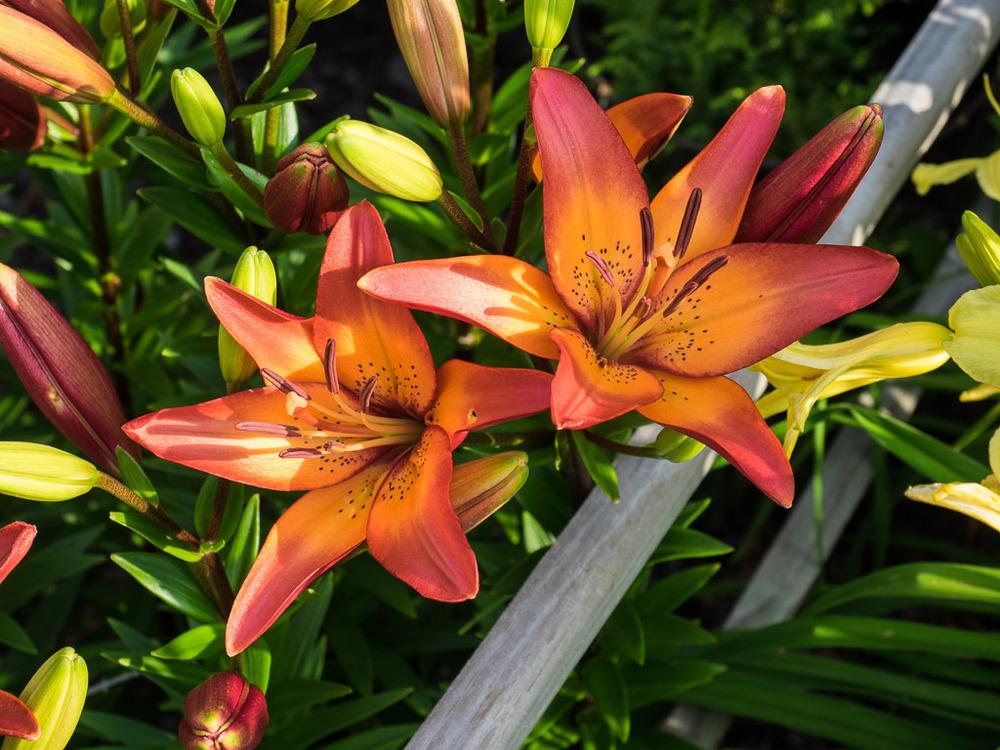 Photo of Lily (Lilium 'Marquee') uploaded by frankrichards16