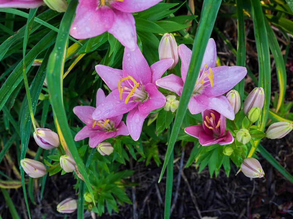 Photo of Lily (Lilium Lily Looks™ Tiny Icon) uploaded by frankrichards16