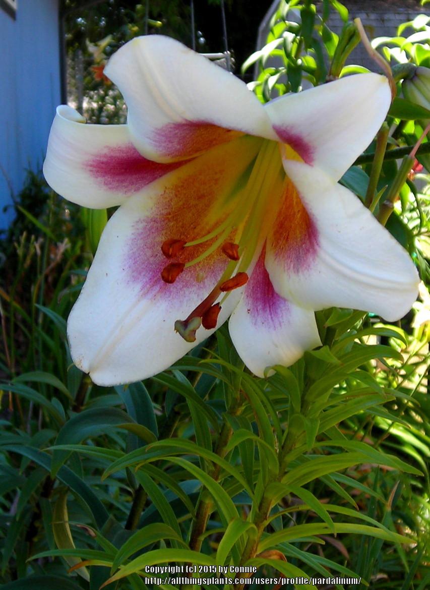 Photo of Lily (Lilium 'Passion Moon') uploaded by pardalinum