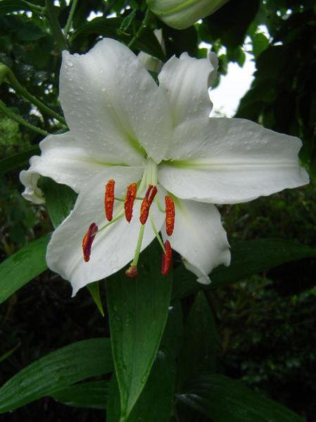Photo of Lily (Lilium 'Universe') uploaded by robertduval14