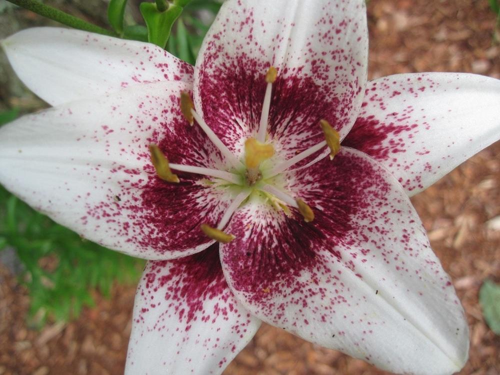 Photo of Lily (Lilium 'White Pixels') uploaded by robertduval14