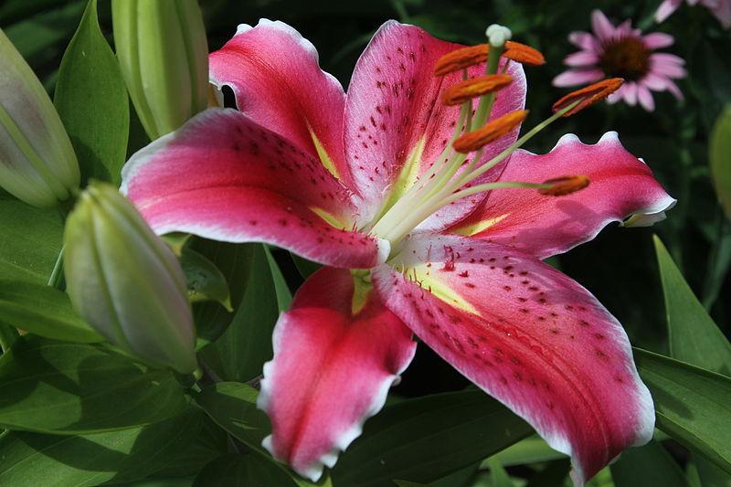 Photo of Lily (Lilium Lily Looks™ After Eight) uploaded by robertduval14